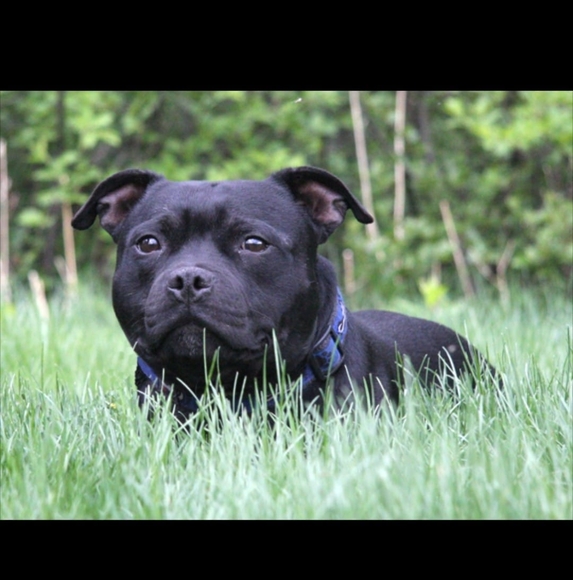 staffy4